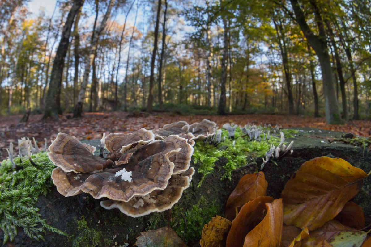 Trametes versicolor wideangle